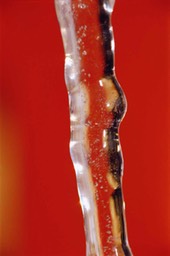 Red-Icicle.jpg