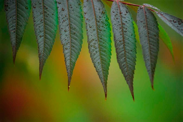 Sumac-Leaves.jpg