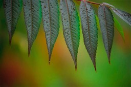 Sumac-Leaves.jpg