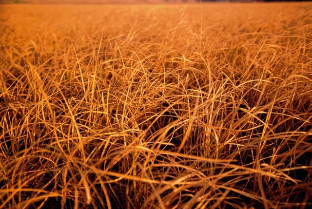 Yellowstone-Grasses.jpg