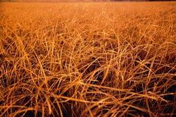 Yellowstone-Grasses.jpg